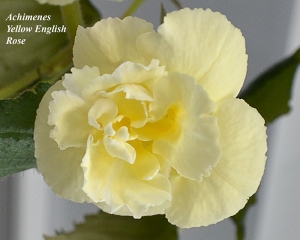 Yellow English Rose